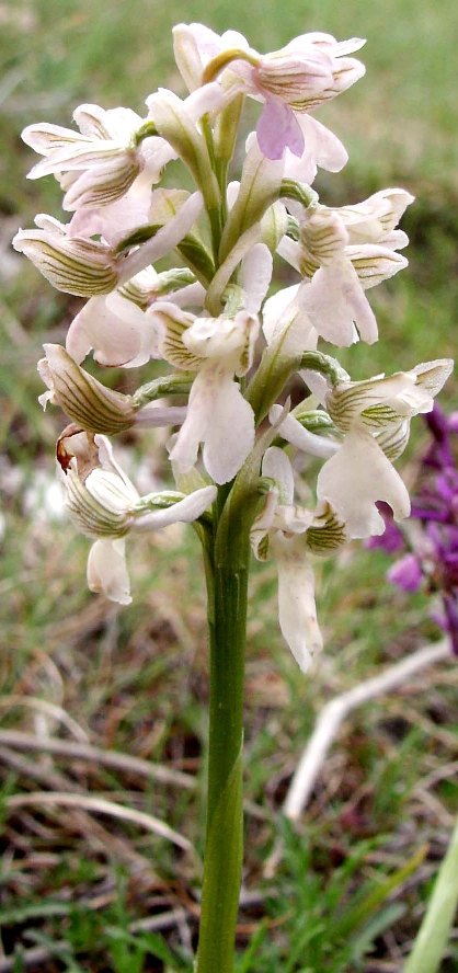 Orchis morio (Apocromia di ...)